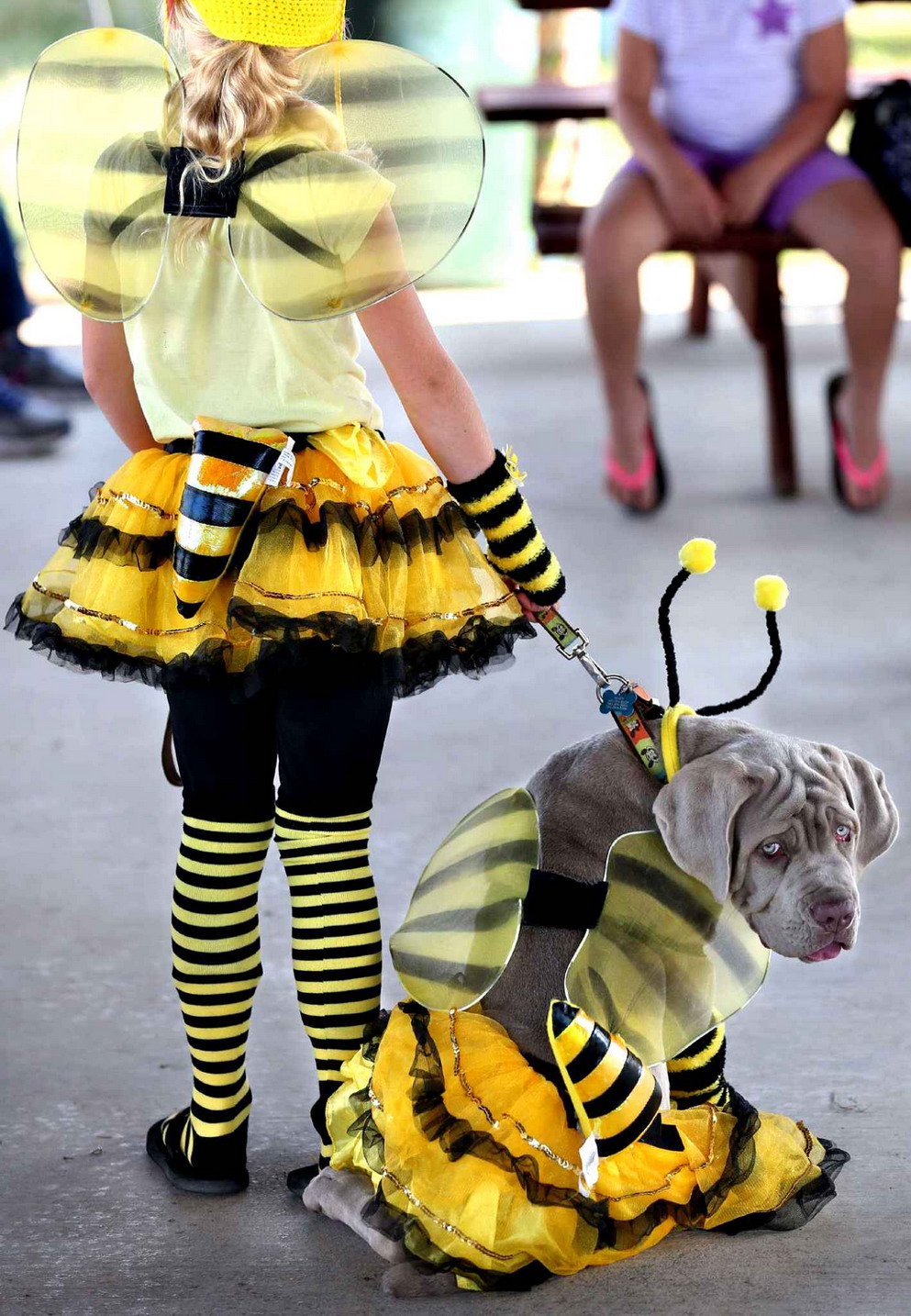 perro disfrazado de abeja
