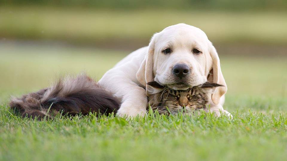 perro y gato aburridos