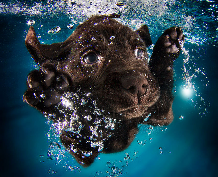 perros en el agua 10