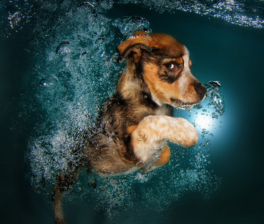 perros en el agua 3