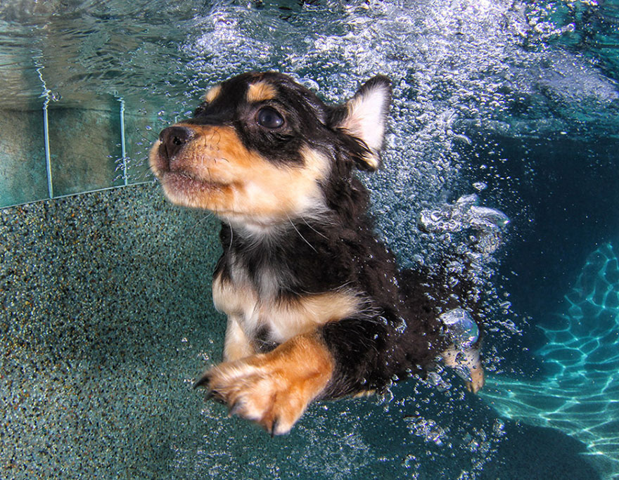 perros en el agua 6