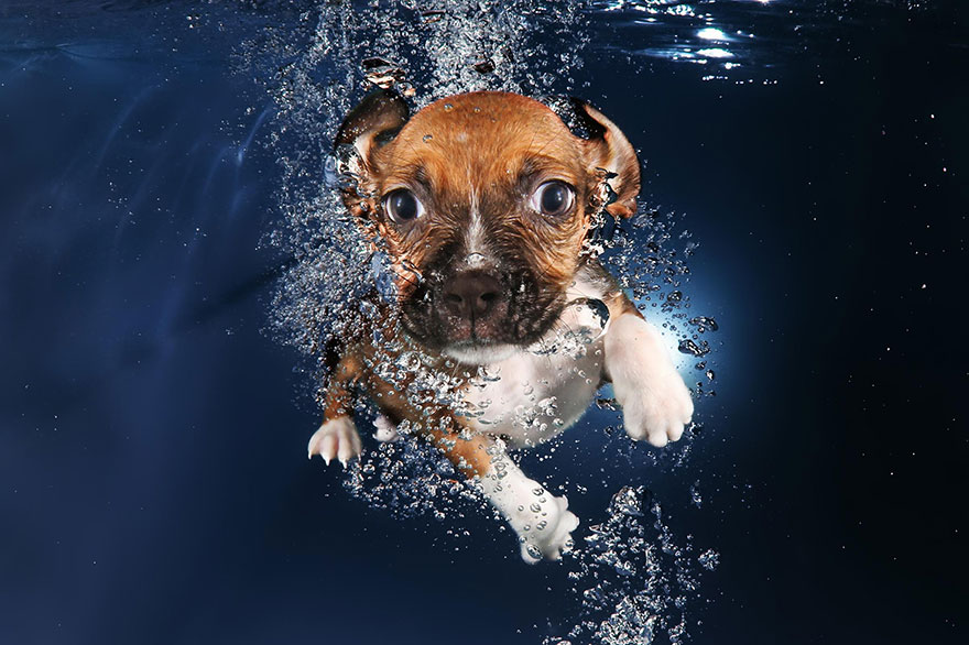 perros en el agua 9