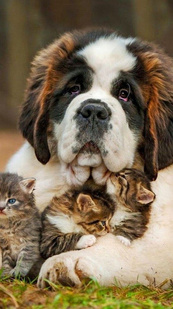 gatitos al cuidado de un perro bonachon