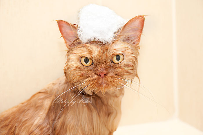 gato enfadado 10