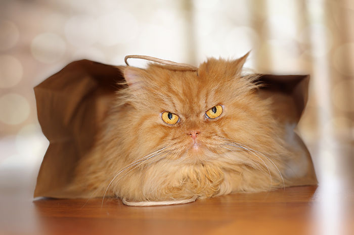 gato enfadado 16
