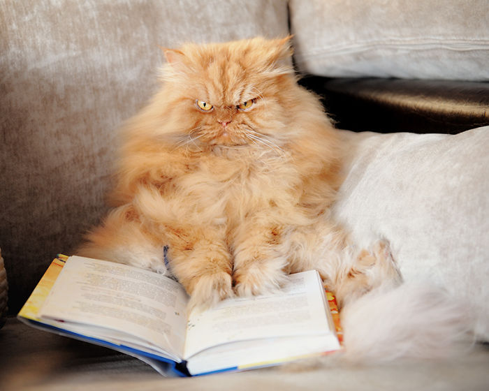 gato enfadado 17