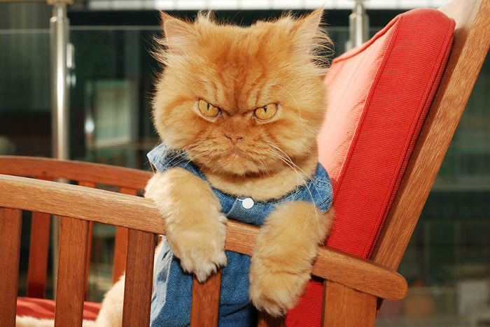gato enfadado 6