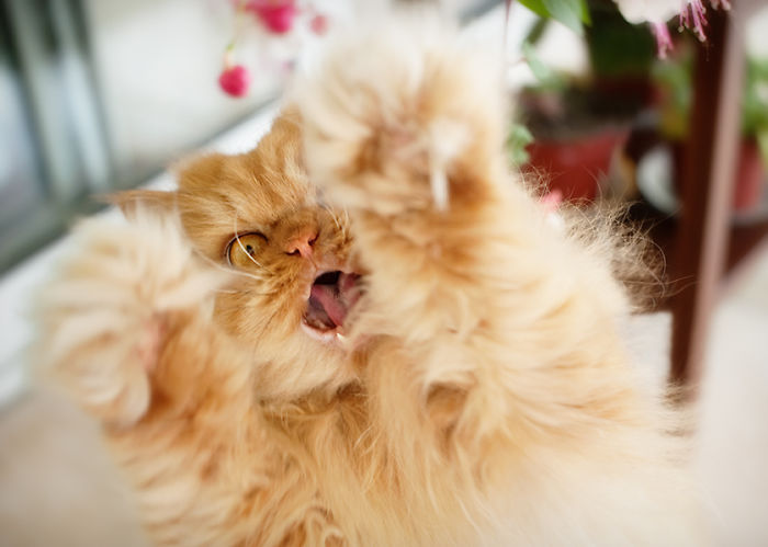gato enfadado 7