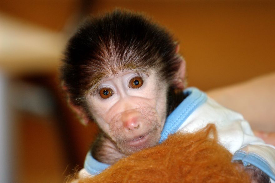 monito cuidado como si fuera un peque 10