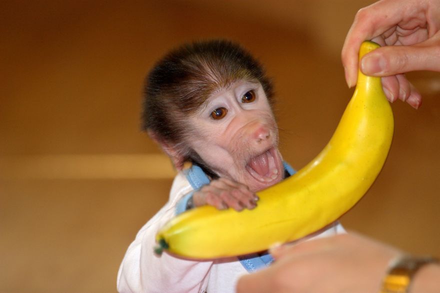 monito cuidado como si fuera un peque 3