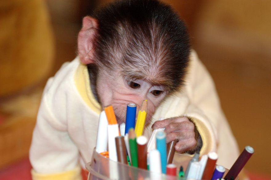 monito cuidado como si fuera un peque 5