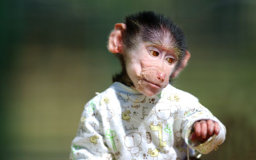 monito cuidado como si fuera un peque 6