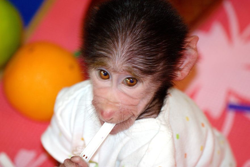 monito cuidado como si fuera un peque 7
