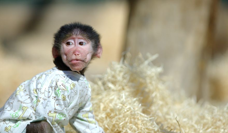 monito cuidado como si fuera un peque 8