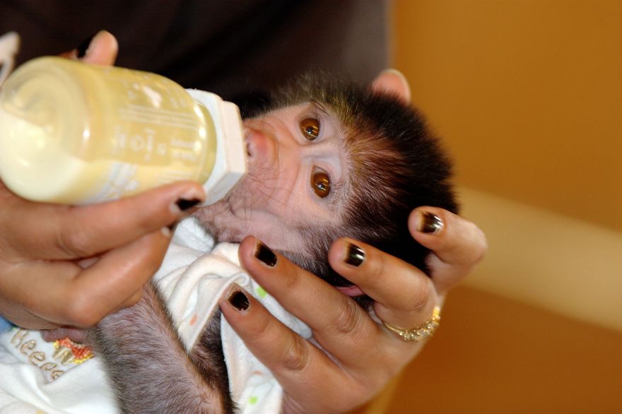 monito cuidado como si fuera un peque 9