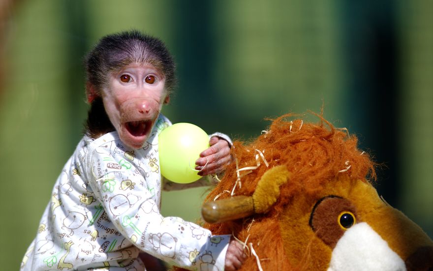 monito cuidado como si fuera un peque