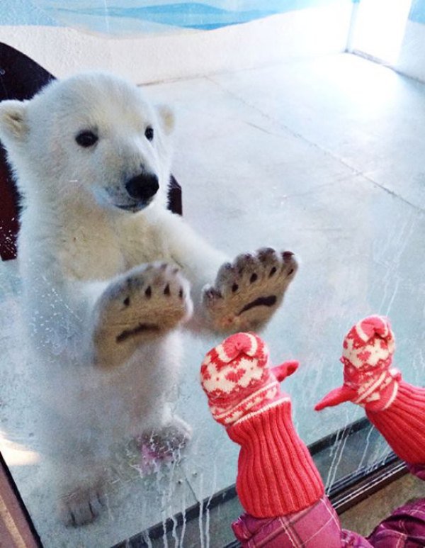 oso polar con ganas de jugar
