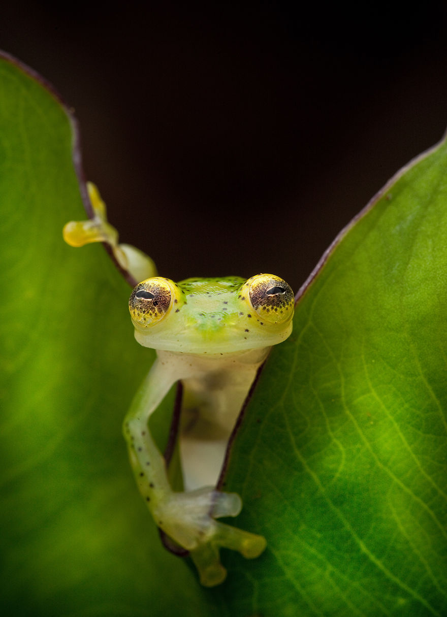 A glass frog, Hyalinobatrachium ruedai, peers through a leaf