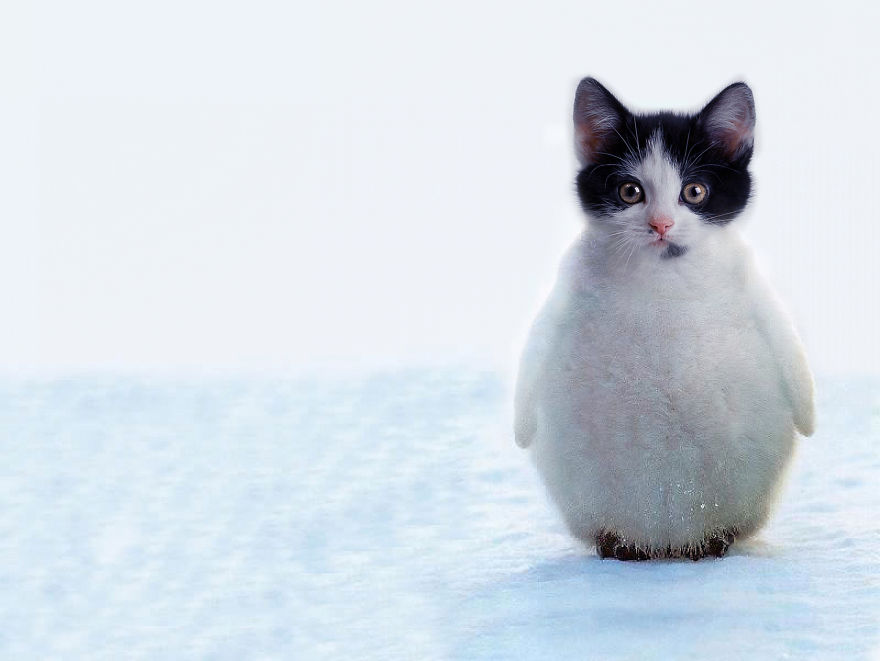 el gato pinguino