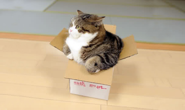 gatos graciosos 17