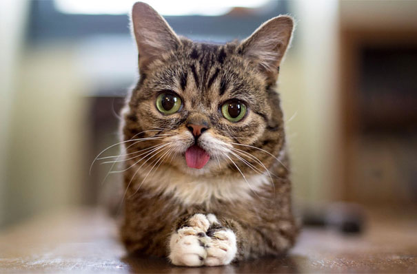 gatos graciosos 21