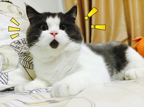gatos graciosos 22