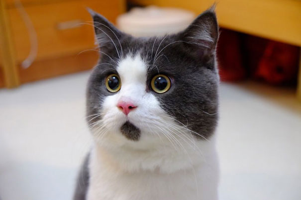 gatos graciosos 23