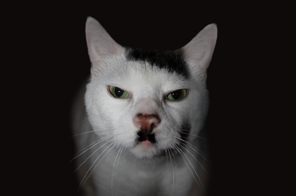 gatos graciosos 33
