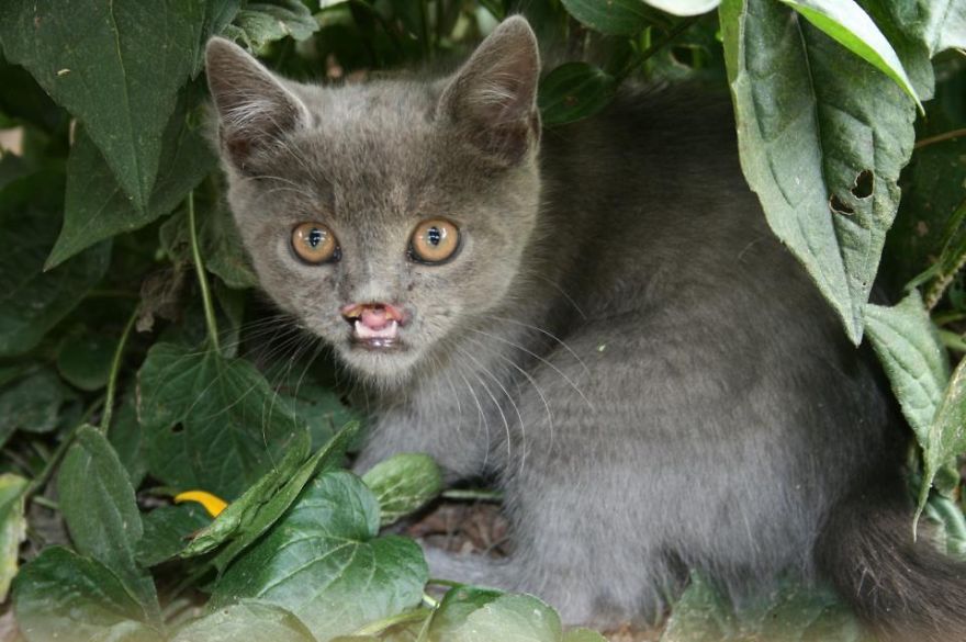 gatos graciosos 43