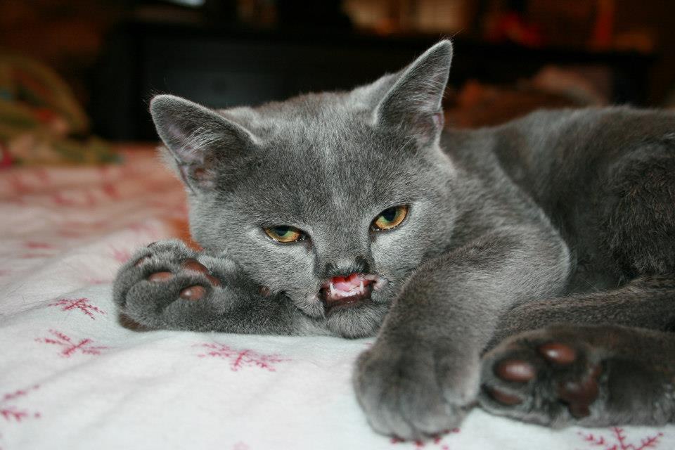 gatos graciosos 44