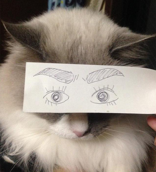 gatos ojos 13