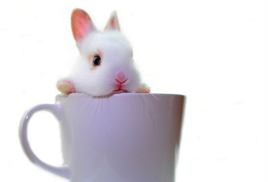 taza ternura 10