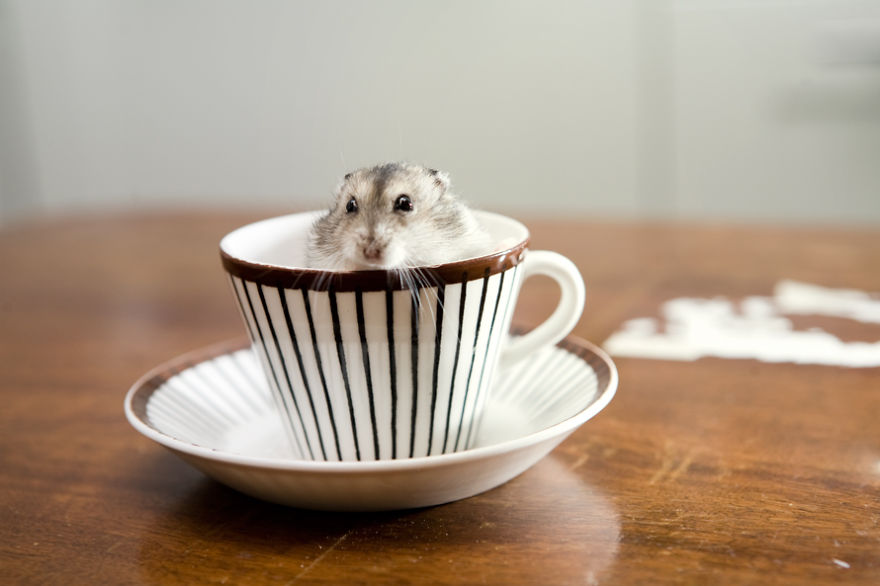 taza ternura 14
