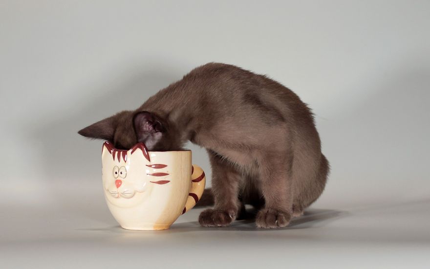 taza ternura 17