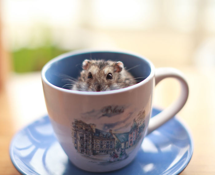taza ternura 18