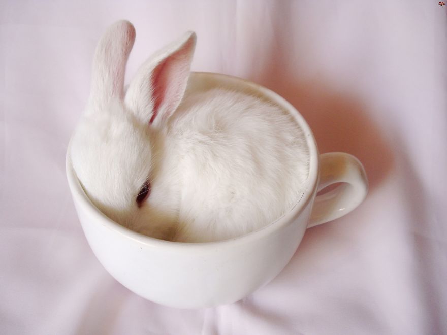 taza ternura 7