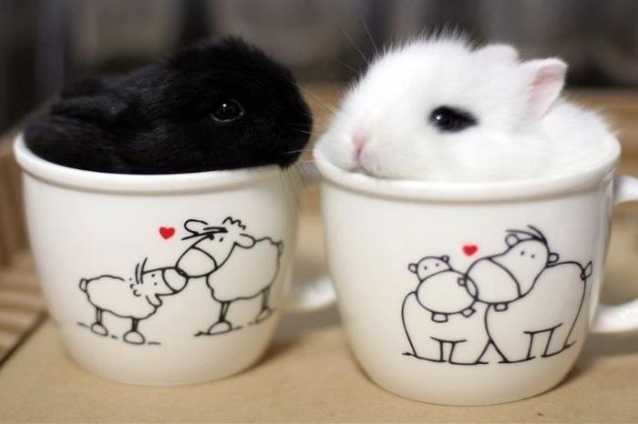 taza ternura 9