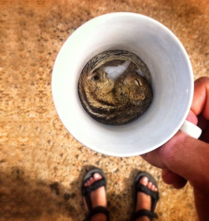 taza ternura