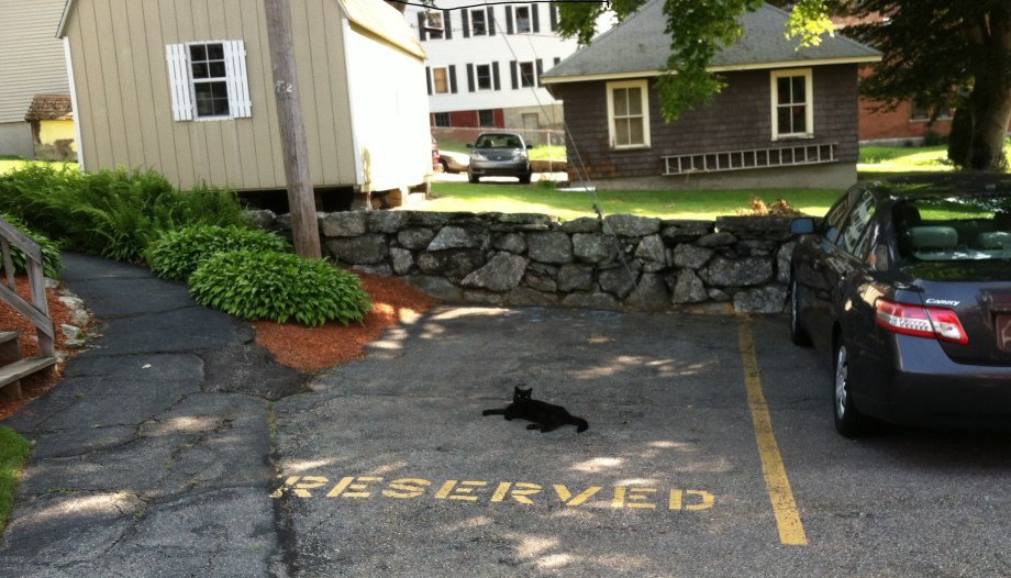gato con plaza de parking