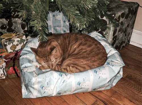 gato que ya conoce su regalo de Navidad