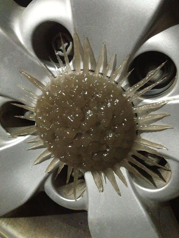 coches congelados 8