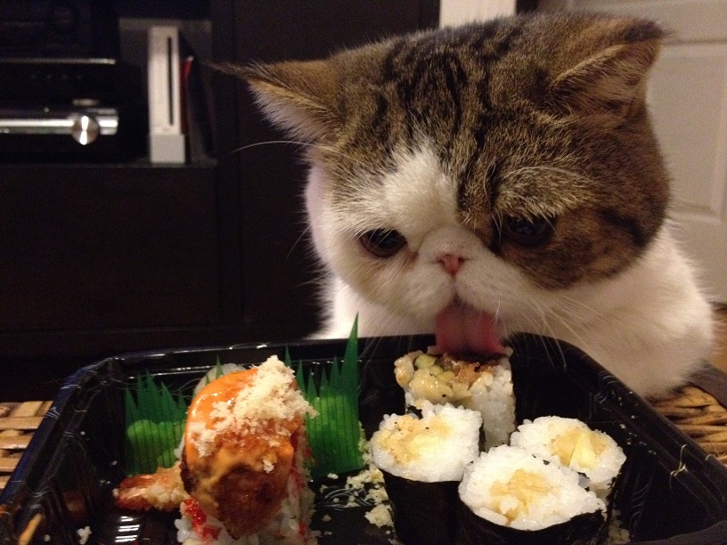 gato comiendo sushi