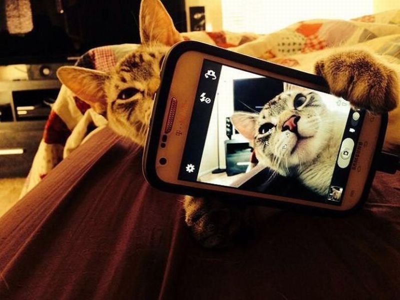 gato selfie