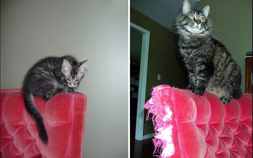 gatos antes y despues 10