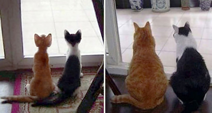 gatos antes y despues 12
