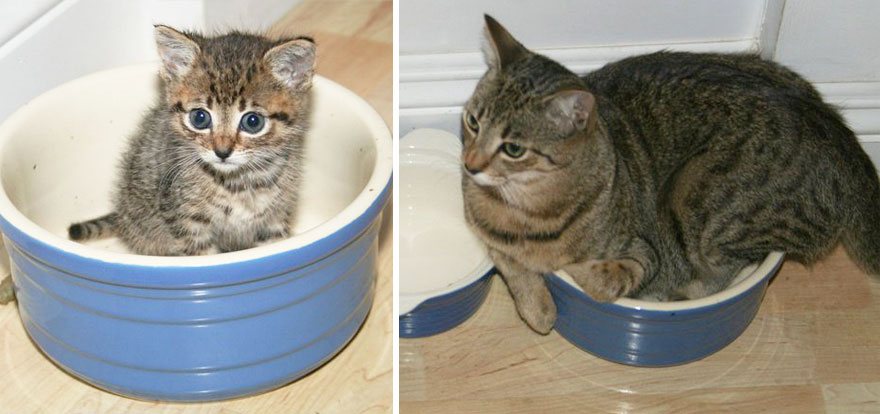 gatos antes y despues 18