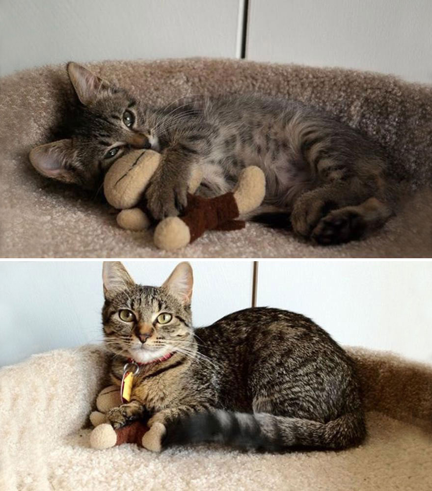 gatos antes y despues 23