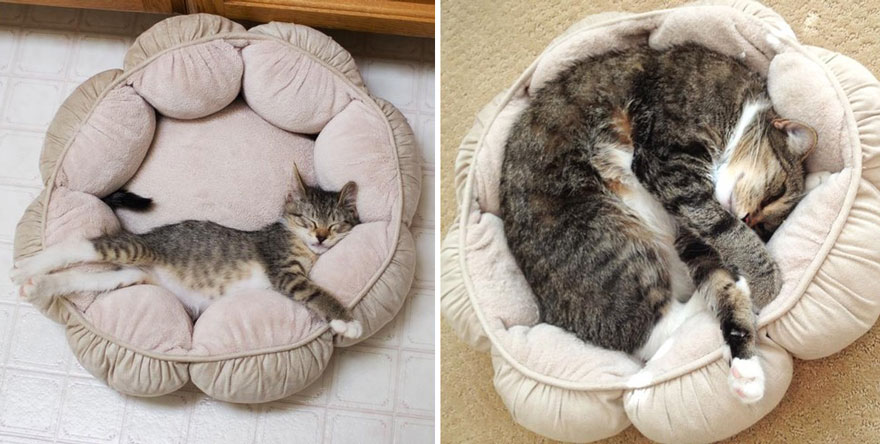 gatos antes y despues 5
