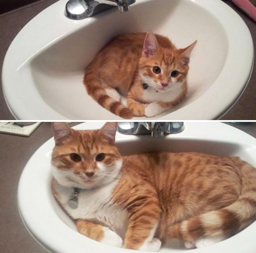 gatos antes y despues 9