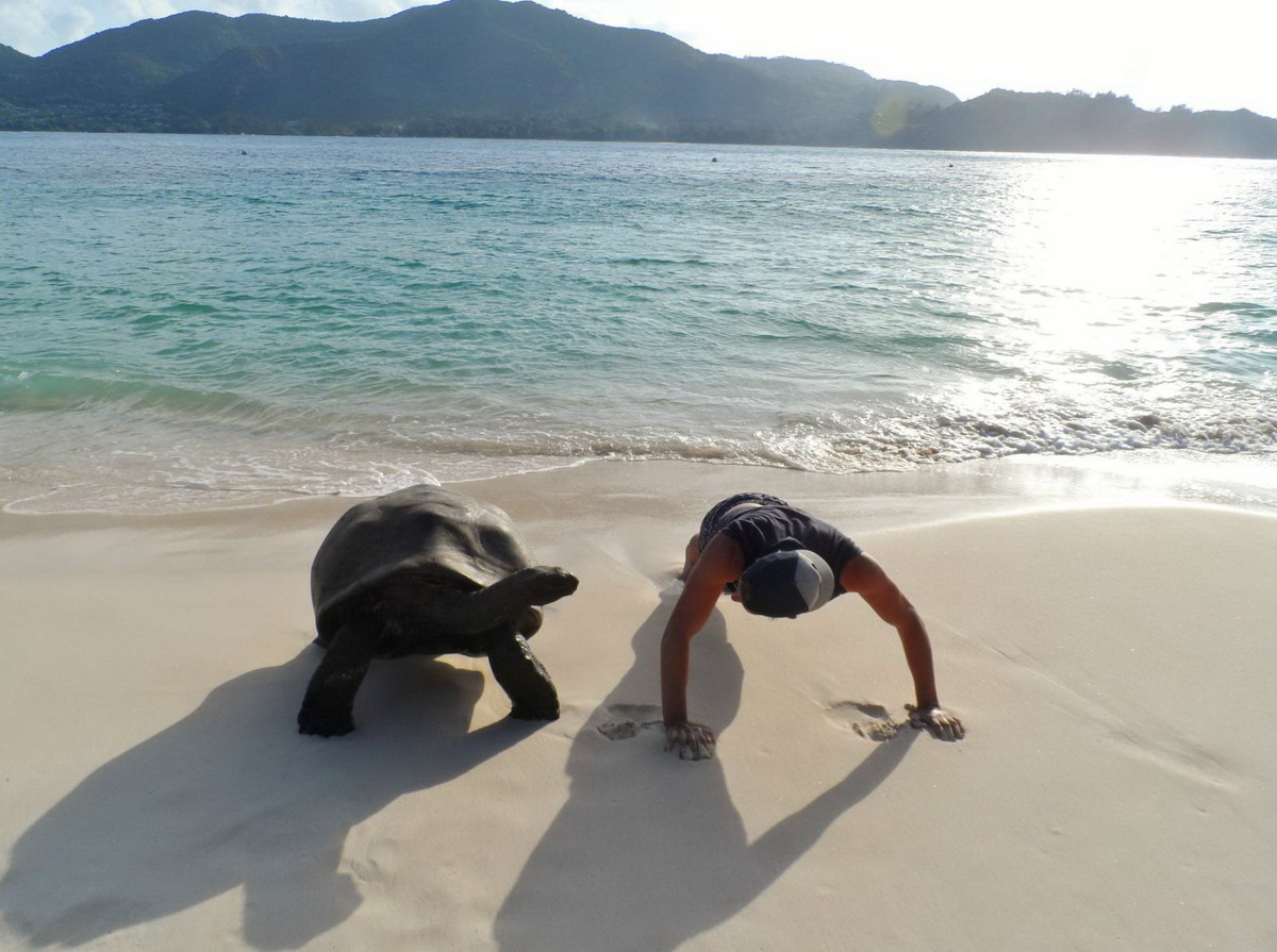 haciendo flexiones con una tortuga